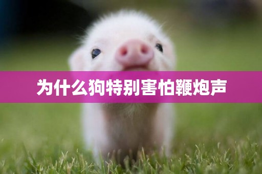 為什么狗特別害怕鞭炮聲