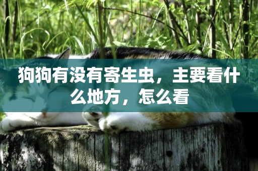 狗狗有沒有寄生蟲，主要看什么地方，怎么看