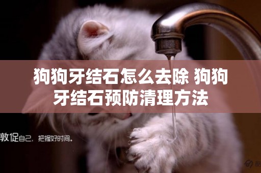 狗狗牙結石怎么去除 狗狗牙結石預防清理方法