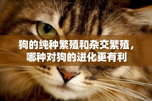 狗的純種繁殖和雜交繁殖，哪種對狗的進化更有利