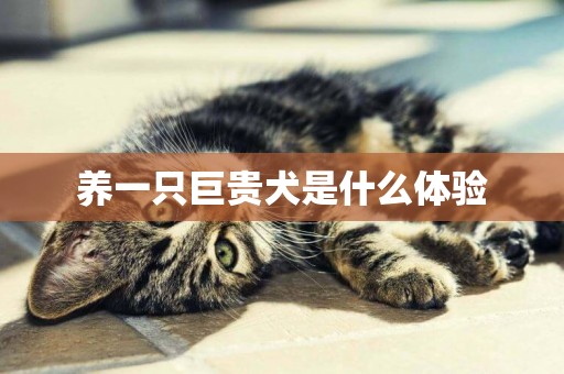養一只巨貴犬是什么體驗