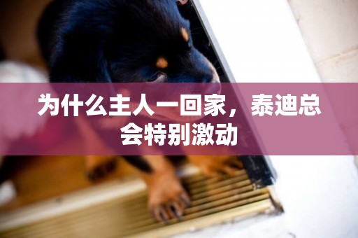 為什么主人一回家，泰迪總會特別激動