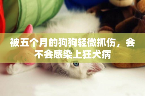 被五個月的狗狗輕微抓傷，會不會感染上狂犬病
