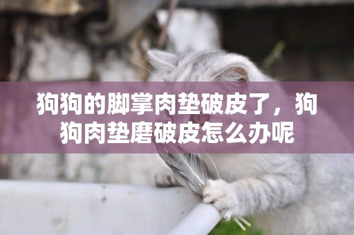 狗狗的腳掌肉墊破皮了，狗狗肉墊磨破皮怎么辦呢