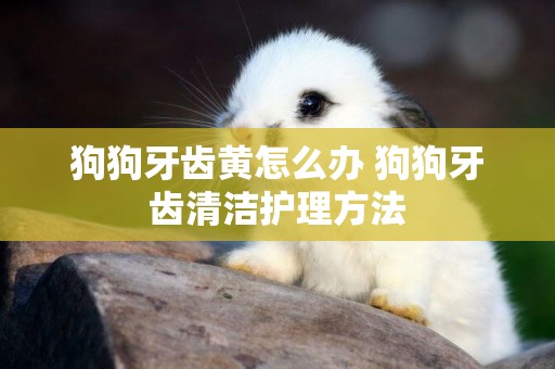 狗狗牙齒黃怎么辦 狗狗牙齒清潔護理方法