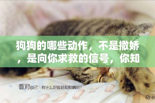 狗狗的哪些動作，不是撒嬌，是向你求救的信號，你知道嗎