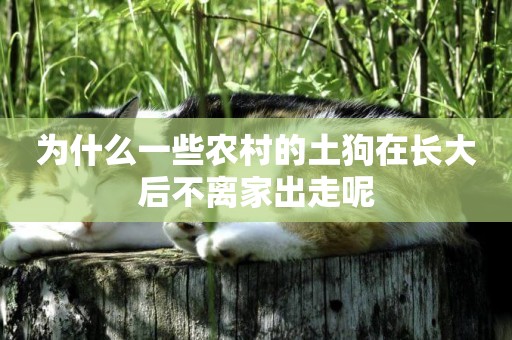為什么一些農村的土狗在長大后不離家出走呢