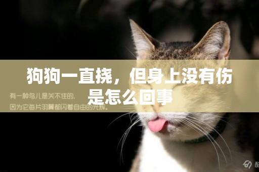 狗狗一直撓，但身上沒有傷是怎么回事