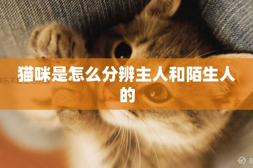 貓咪是怎么分辨主人和陌生人的