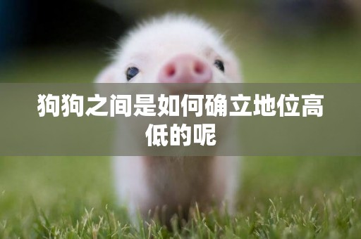 狗狗之間是如何確立地位高低的呢