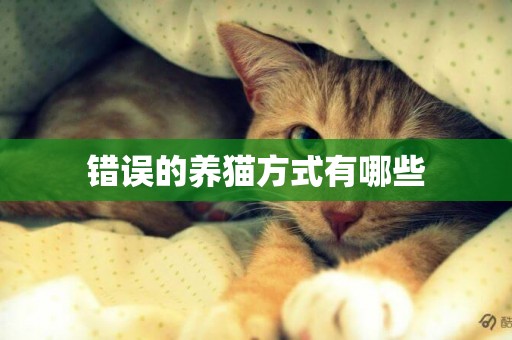 錯誤的養貓方式有哪些