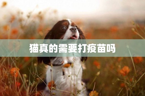 貓真的需要打疫苗嗎