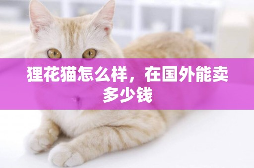 貍花貓怎么樣，在國外能賣多少錢