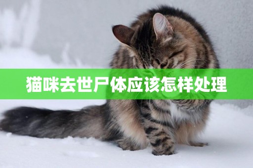 貓咪去世尸體應該怎樣處理