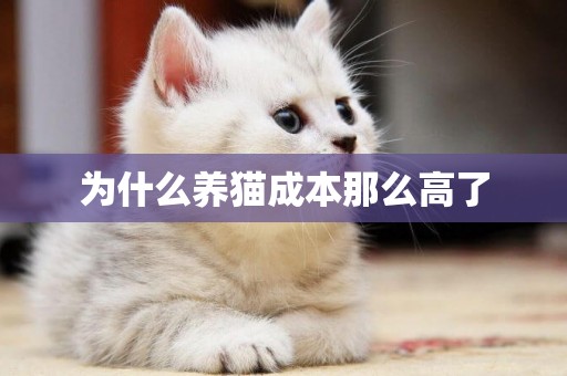 為什么養貓成本那么高了