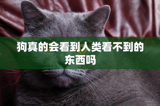 狗真的會看到人類看不到的東西嗎