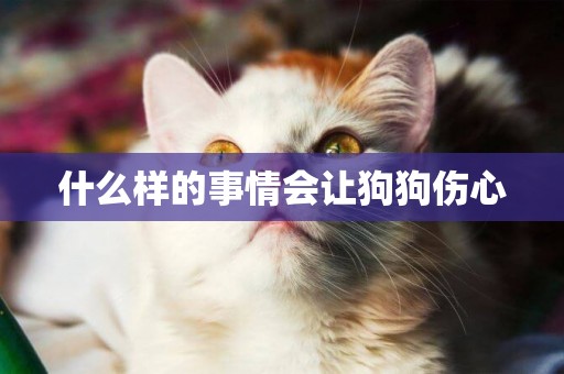 什么樣的事情會讓狗狗傷心
