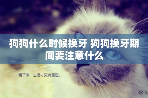 狗狗什么時候換牙 狗狗換牙期間要注意什么
