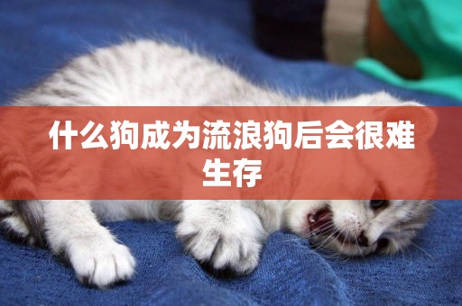 什么狗成為流浪狗后會很難生存