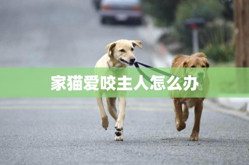 家貓愛咬主人怎么辦