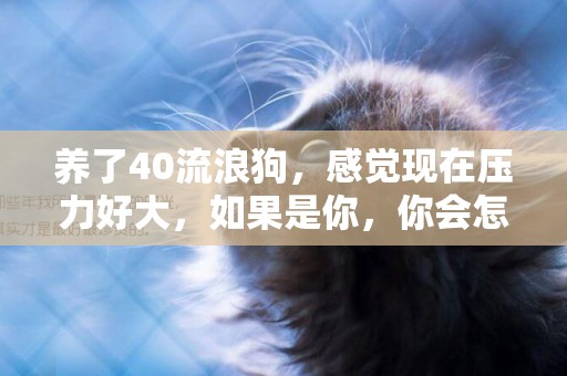 養了40流浪狗，感覺現在壓力好大，如果是你，你會怎么辦