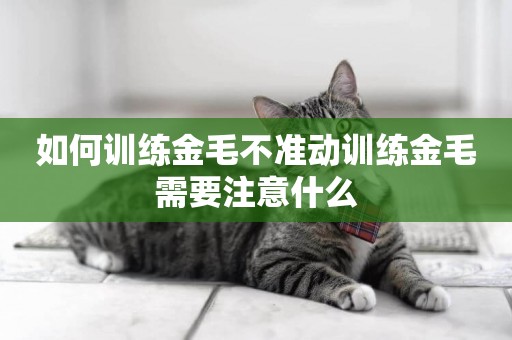 如何訓練金毛不準動訓練金毛需要注意什么