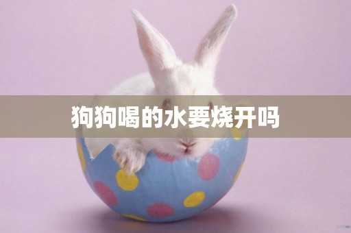 狗狗喝的水要燒開嗎