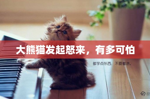 大熊貓發起怒來，有多可怕