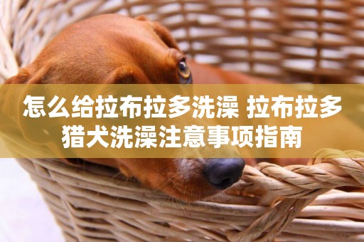 怎么給拉布拉多洗澡 拉布拉多獵犬洗澡注意事項指南