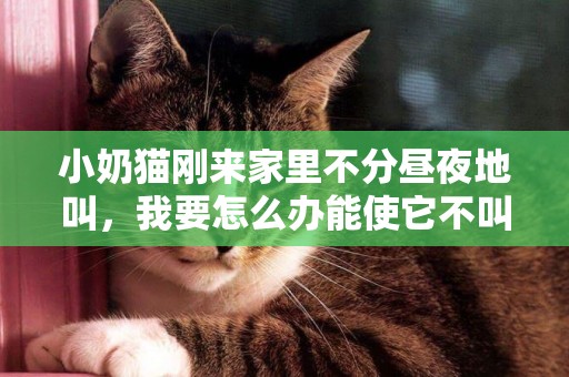 小奶貓剛來家里不分晝夜地叫，我要怎么辦能使它不叫