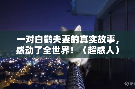 一對白鸛夫妻的真實故事，感動了全世界！（超感人）