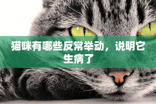 貓咪有哪些反常舉動，說明它生病了