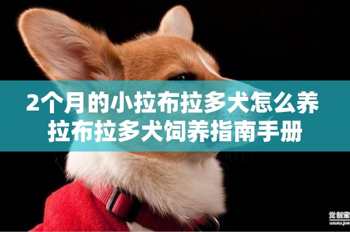2個月的小拉布拉多犬怎么養 拉布拉多犬飼養指南手冊