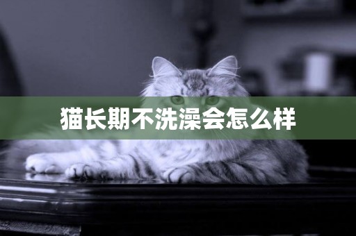貓長期不洗澡會怎么樣