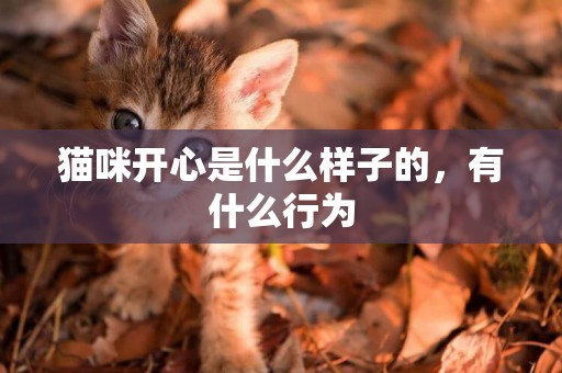 貓咪開心是什么樣子的，有什么行為