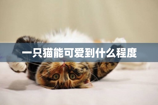 一只貓能可愛到什么程度
