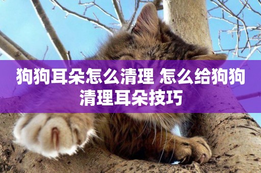 狗狗耳朵怎么清理 怎么給狗狗清理耳朵技巧