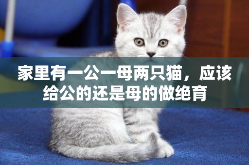 家里有一公一母兩只貓，應該給公的還是母的做絕育