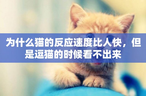 為什么貓的反應速度比人快，但是逗貓的時候看不出來