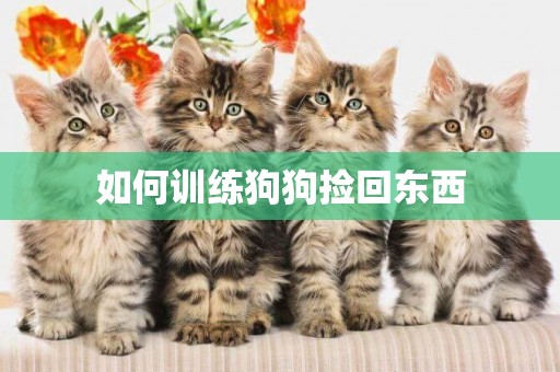 如何訓練狗狗撿回東西