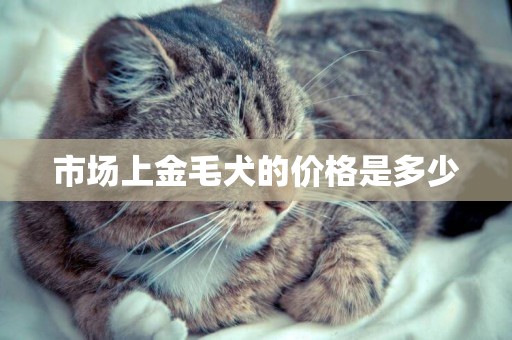 市場上金毛犬的價格是多少