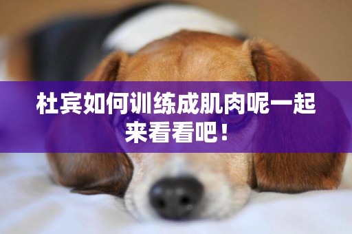 杜賓如何訓練成肌肉呢一起來看看吧！