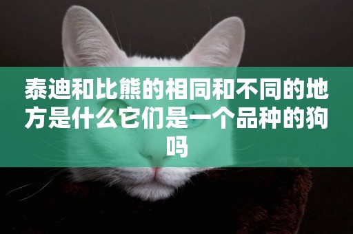 泰迪和比熊的相同和不同的地方是什么它們是一個品種的狗嗎
