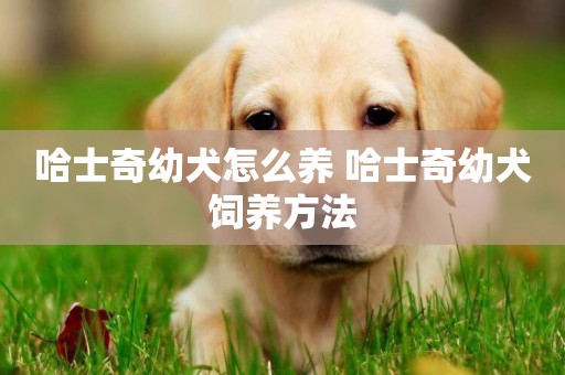 哈士奇幼犬怎么養 哈士奇幼犬飼養方法