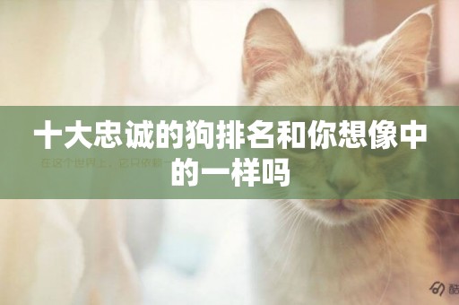 十大忠誠的狗排名和你想像中的一樣嗎