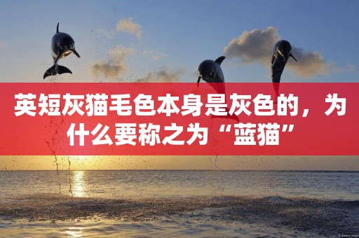 英短灰貓毛色本身是灰色的，為什么要稱之為“藍貓”