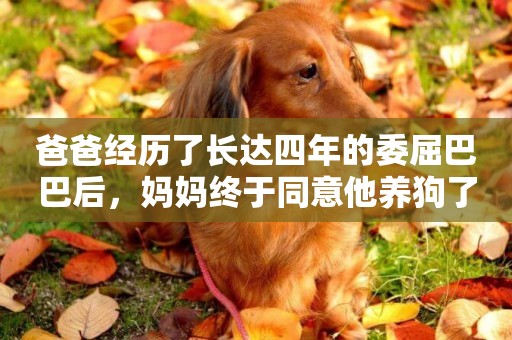 爸爸經歷了長達四年的委屈巴巴后，媽媽終于同意他養狗了