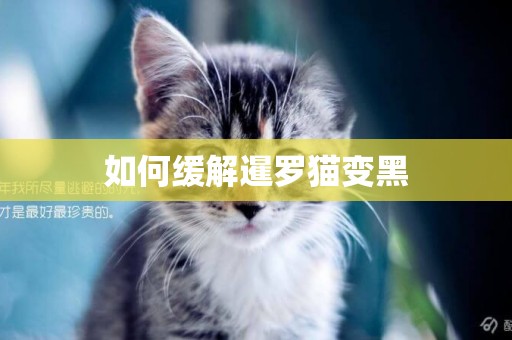 如何緩解暹羅貓變黑