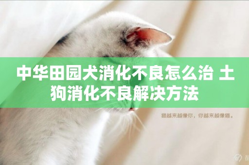 中華田園犬消化不良怎么治 土狗消化不良解決方法