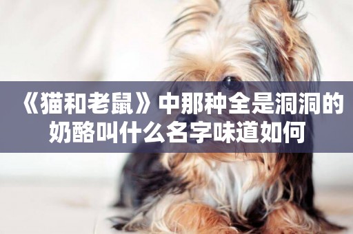 《貓和老鼠》中那種全是洞洞的奶酪叫什么名字味道如何